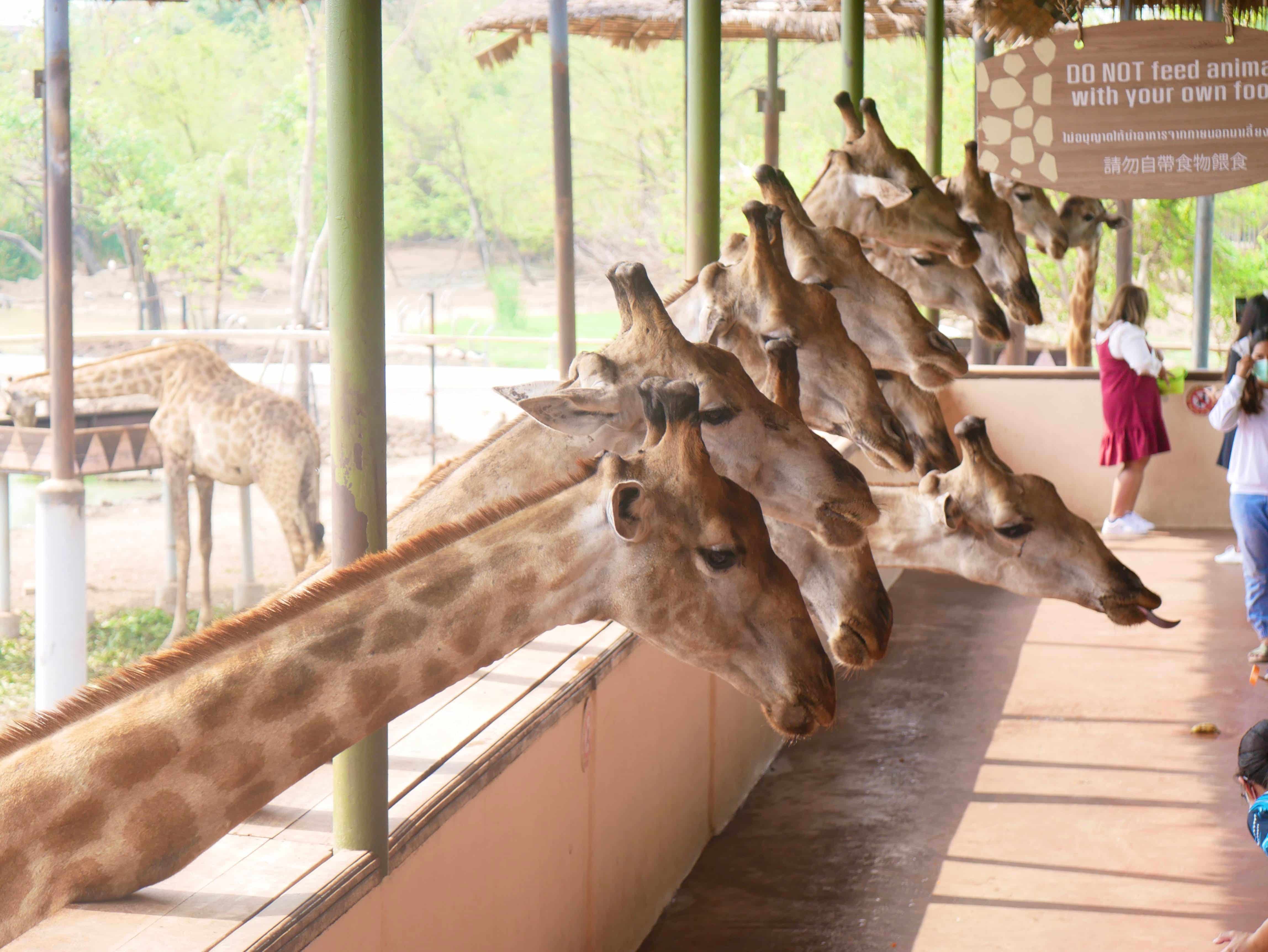 【サファリワールド】子供も大人も楽しめるタイ最大の動物園